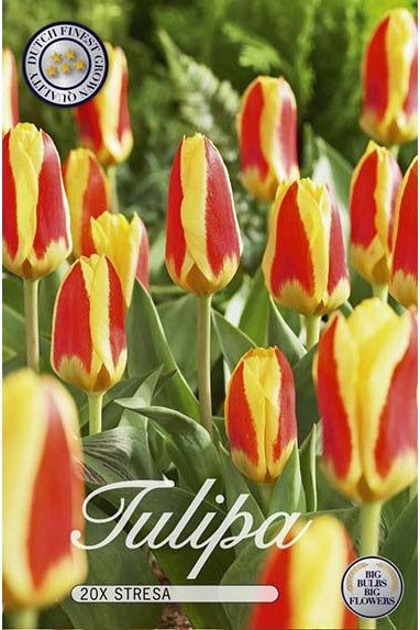 Tulip Stresa 15-pakning